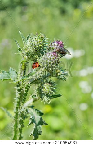 Ladybug On The Stem Of Burrs