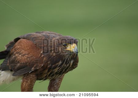 Hawk