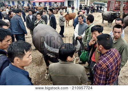 GUIZHOU, CHINA - CIRCA AUGUST 2016: The livestock market in Guizhou province in China.