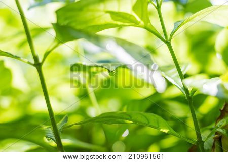 Dew water drops on green leaves bright