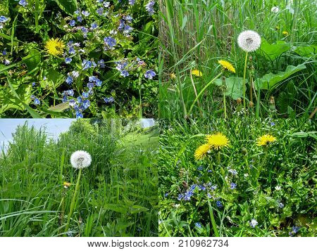 Set of four spring grassy backgrounds with dandelions. Bright yellow sunny dandelions white balloons of dandelion seeds blue fine meadow flowers and juicy green grass