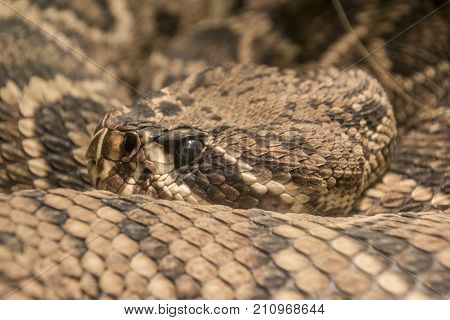 A close-up of an eastern diamondback rattlesnake in captivity