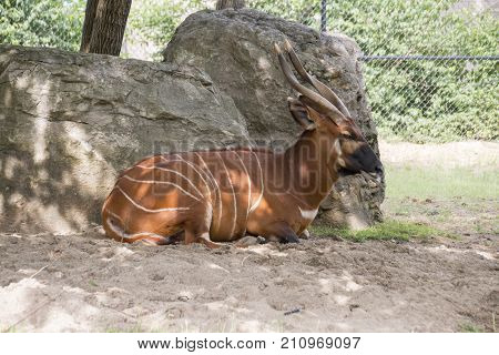 A bongo in captivity relaxing in the shade