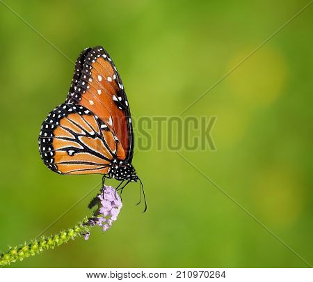 Queen butterfly (Danaus gilippus) feeding on lavender flowers in the autumn garden. Natural green background with copy space.