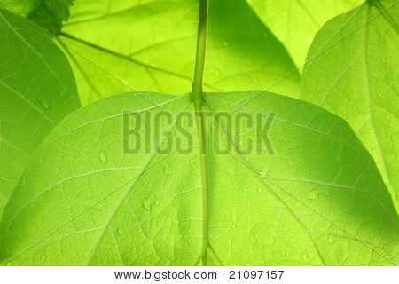 Catalpa foglie dopo la pioggia