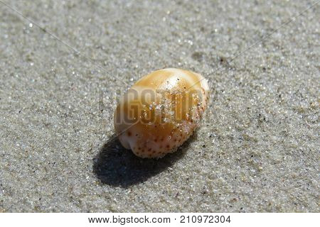 Cowrie Cowry shell seashell found an Australian beach by the seaside on the sand