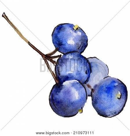 Blueberry healthy food in a watercolor style isolated. Full name of the fruit: blueberry. Aquarelle wild fruit for background, texture, wrapper pattern or menu.