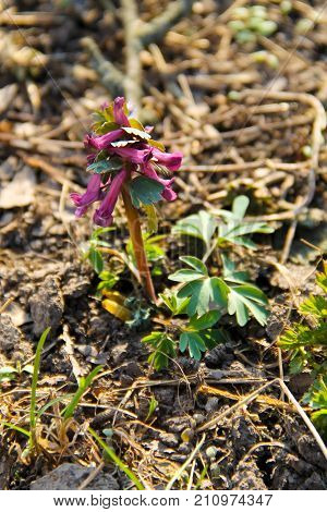Purple Corydalis Flower On Spring