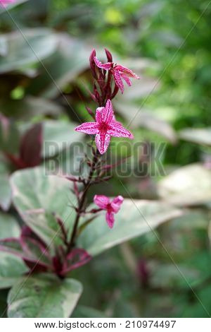 pink Pseuderanthemum atropurpureum flower in nature garden