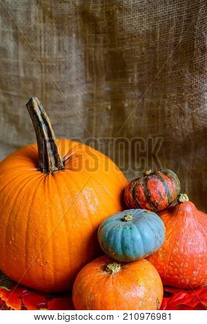 Variuos pumpkins on rustic background - Thanksgiving, Halloween And Fall Background