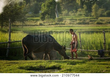 Farmers are bathing buffalo in rural areas.Asian farmers use buffalo to help with farming.
