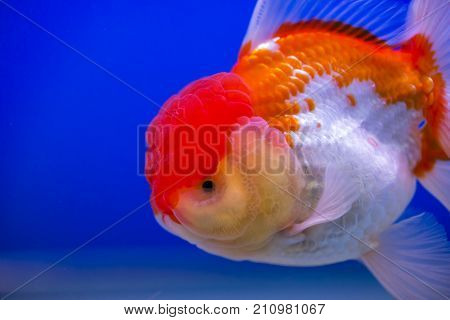 Lionhead Goldfish Or Close Up Lionhead Goldfish