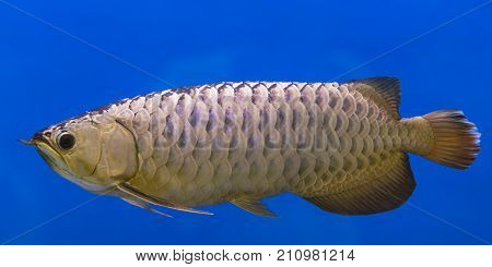 Beautiful Silver Arowana fish with blue background