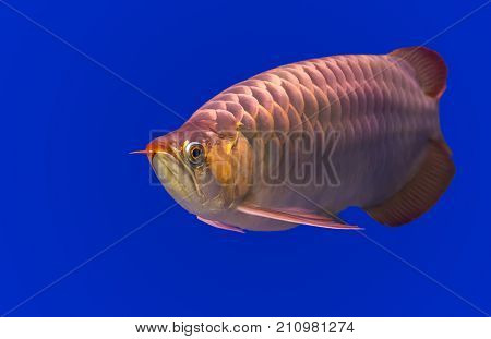 Beautiful Gloden Arowana fish with blue background