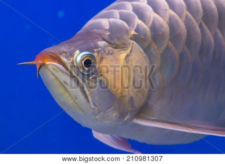 Close up Silver Arowana fish with blue background