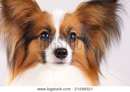 Papillon Hund