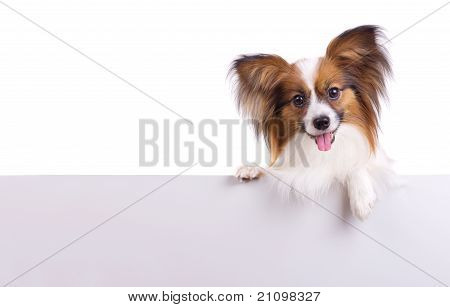 Papillon Hund