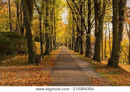 Narrow path lit by soft spring sunlight. Forest spring nature. Spring forest natural landscape with forest trees