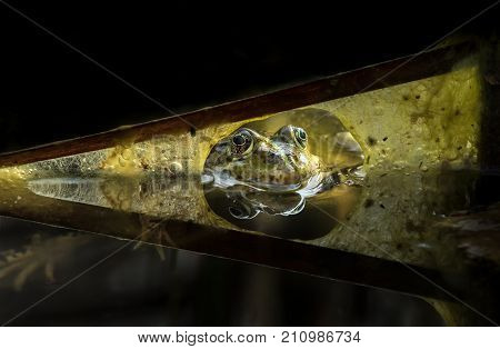 Closeup of a frog (Rana ridibunda) resting in water and looking through a natural window made of algae