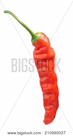 Aji Ahuachapan Pepper C. Baccatum, Paths