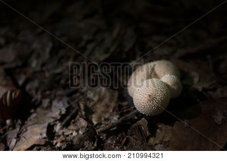 Istanbul, Belgrad Forest , Close-up Of Mushroom Growing Outdoors