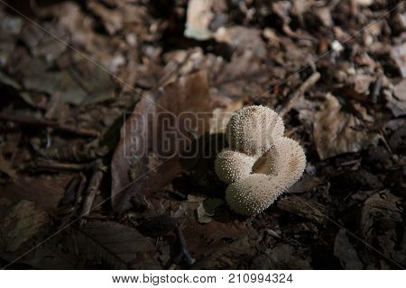 Istanbul, Belgrad Forest , Close-up Of Mushroom Growing Outdoors