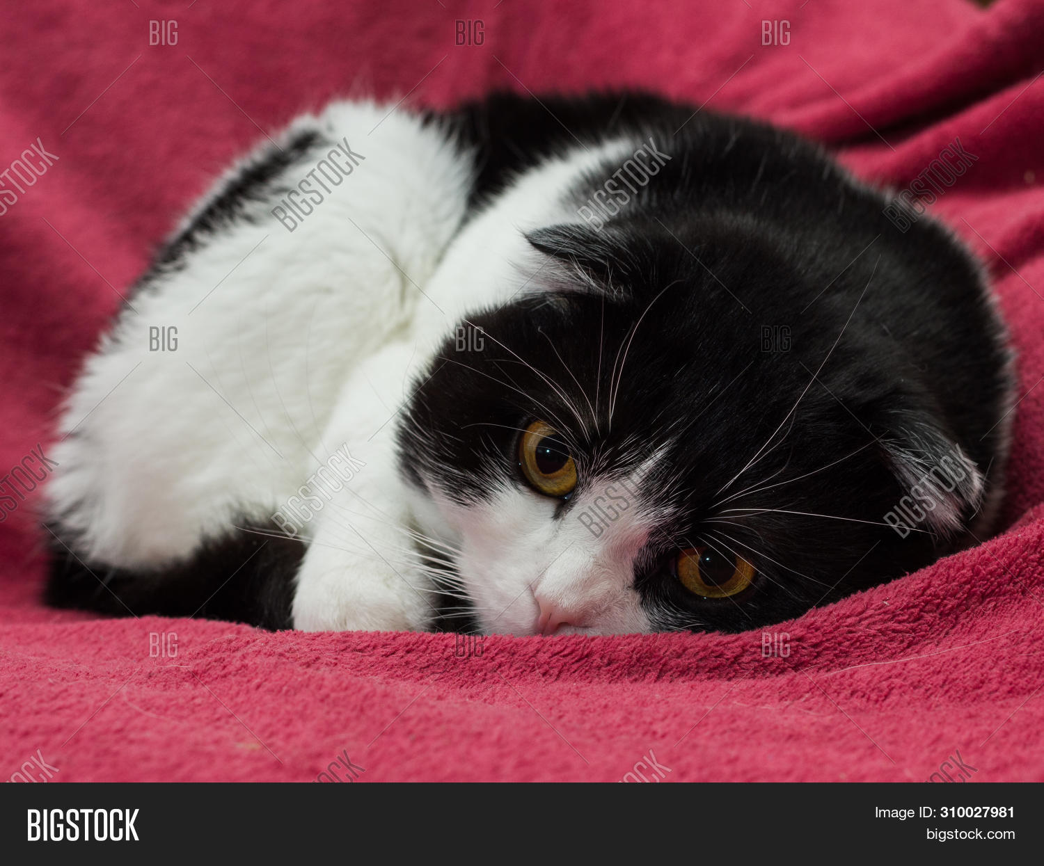 Скоттиш фолд черный белый. Скоттиш фолд черный биколор. Вислоухий черно белый кот. Шотландская кошка черный биколор. Скоттиш фолд черный биколор.