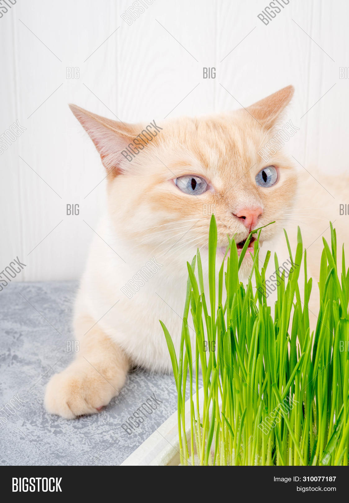 Cat Eating Fresh Green Image & Photo (Free Trial) Bigstock