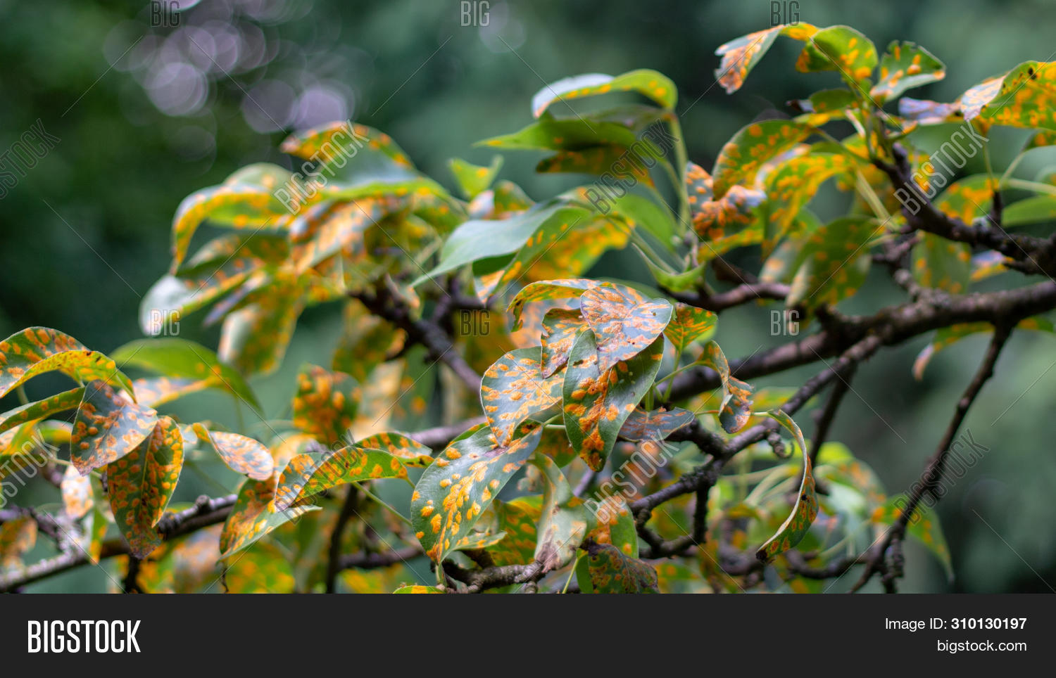 Ржавчина на плодовых деревьях. Ржавчина груши лечение осенью. Галлица на груше. Септориоз груши. Клястероспориоз груши.