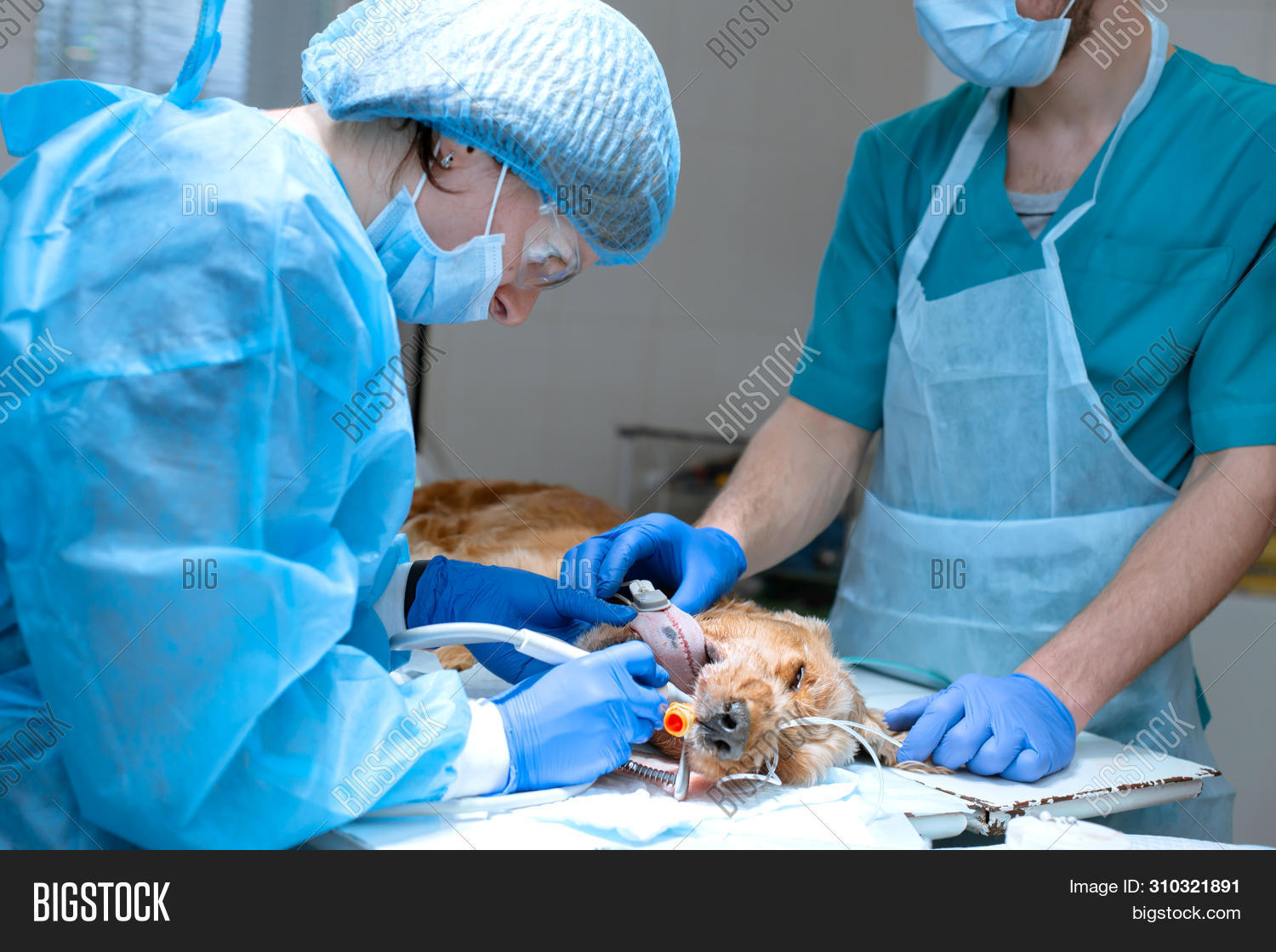 Imagen y foto Veterinary (prueba gratis) Bigstock