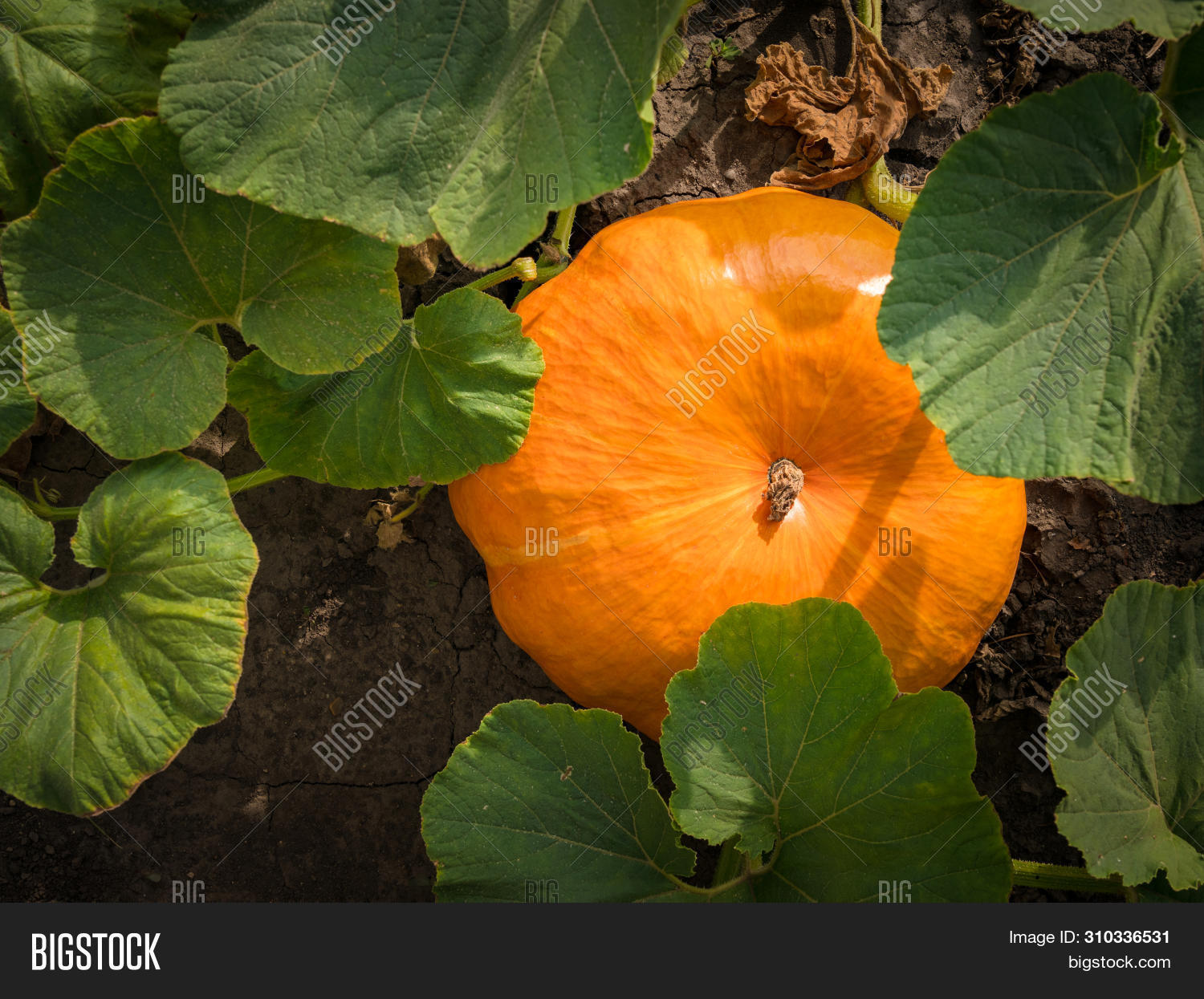 Ripe Orange Flat Image & Photo (Free Trial) Bigstock