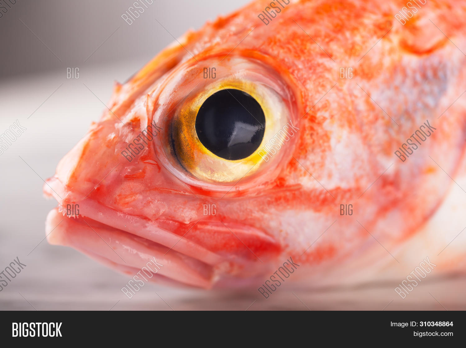 Sebastes Red Sea Bass Image & Photo (Free Trial) Bigstock