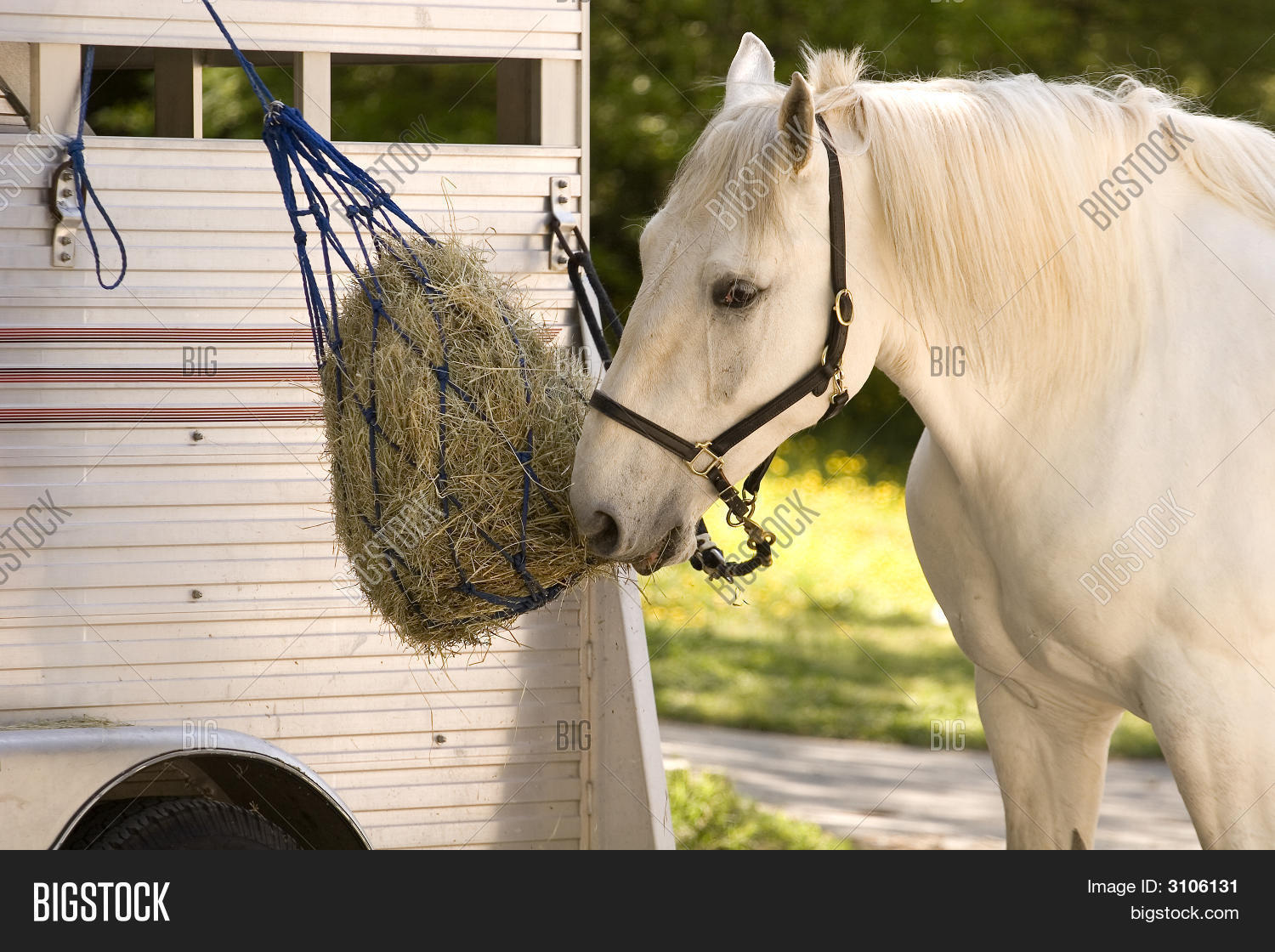 White Horse Feedbag Image & Photo (Free Trial) Bigstock