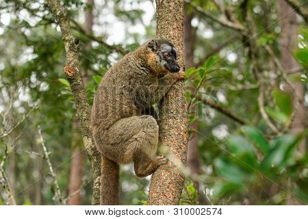 Common Brown Lemur - Eulemur Fulvus - Holding On A Tree, Blurred Forest In Background. Lemurs Are En