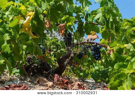 Organic 'mali Plavac' Grapes In Local Vineyard,trstenik Village, Peljesac Peninsula, Dalmatia, Croat