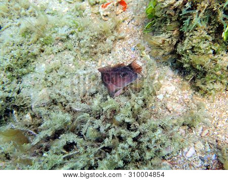 A Beautifully Colorful Blenny Fish Sitting On The Bottom Of The Ocean Curiously And Cautiously Watch