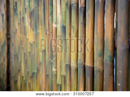 Green Chinese Bamboo Tree Nature Plant Texture