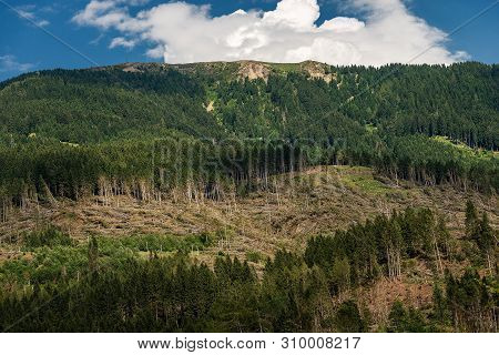 Forest With Thousands Of Trees Fallen Due To The Very Strong Wind, November 2018, Baselga Di Pine. N