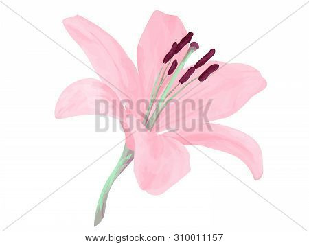 Vector Isolated Lily Flower. Delicated Pink Delicated Petals. Realism. Beauriful Combination Of Colo