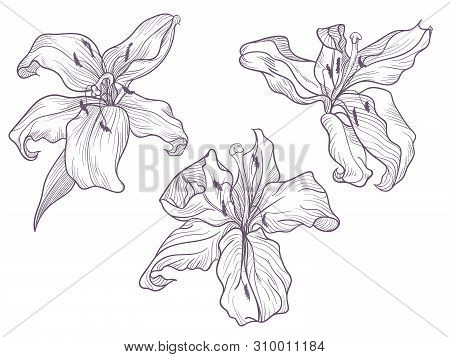 Hand Drawn Dark Lilac Lily. Line Doodling Art.