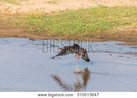 A Bateleur, Terathopius Ecaudatus, Taking Off From A River