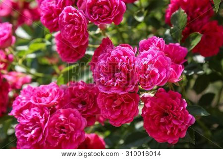 Bush Pink Rose Close-up In Summer, Excelsa Rose