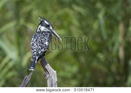 Pied Kingfisher Perched Isolated In Natural Background In Kruger National Park, South Africa ; Speci