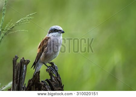 Red-backed Shrike Isolated In Natural Background In Kruger National Park, South Africa ; Specie Lani