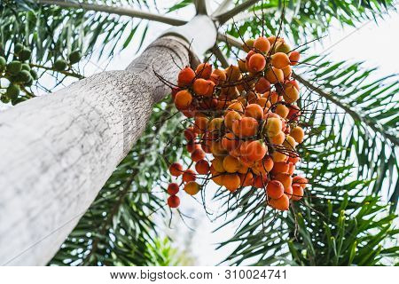 Foxtail Palm Fruit,red Betel Nut On Palm Tree
