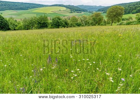 Flower Meadow Along The Long-distance Hiking Trail Neckarsteig In Germany