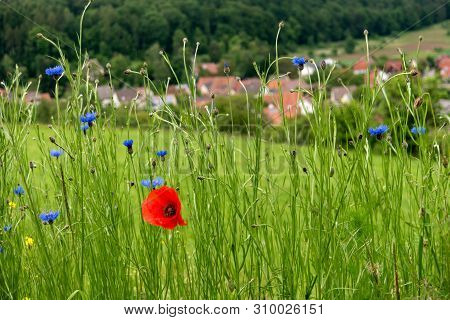 Flower Meadow Along The Long-distance Hiking Trail Neckarsteig In Germany
