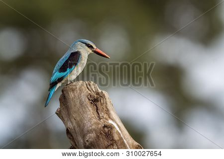 Woodland Kingfisher Perched On A Log In Kruger National Park, South Africa ; Specie Halcyon Senegale