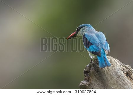 Woodland Kingfisher Perched On A Log In Kruger National Park, South Africa ; Specie Halcyon Senegale