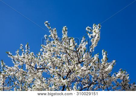 Cherry Tree Blooming Branches Against The Blue Sky. Spring Blossom.